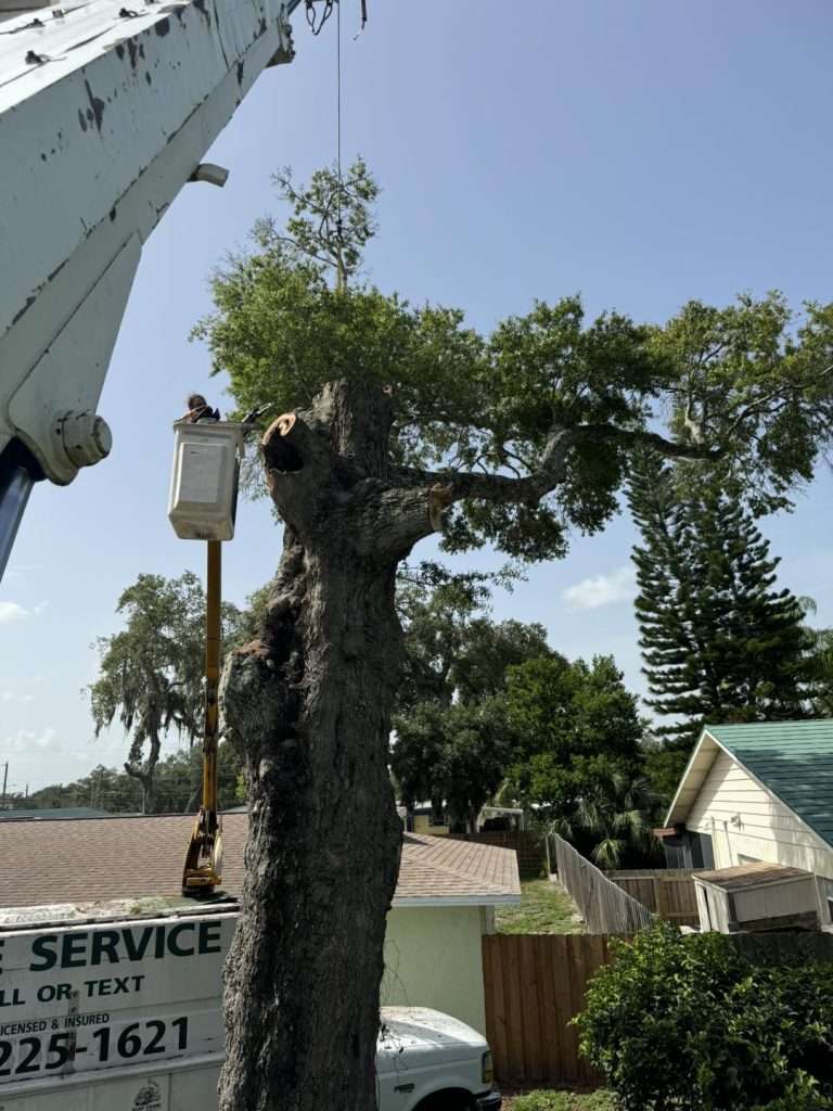Tree Services from ASAP Crane and Tree